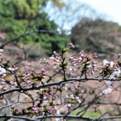 何部咲き