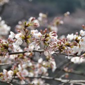 六分から七分咲き