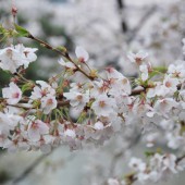 雨に濡れる桜