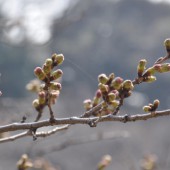 開花するかも