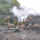 まもなく開花