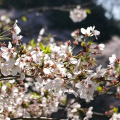 まさに、お花見日和