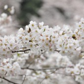 ほぼ満開