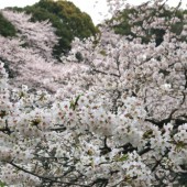 花曇り