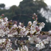 かなり花が咲いてきました
