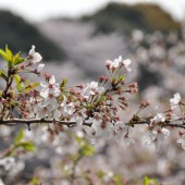 緑の葉とピンクの花のコントラスト