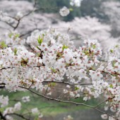 桜吹雪