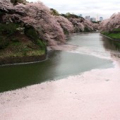 花筏、花の帯、花の川？散りゆく桜のメッセージ