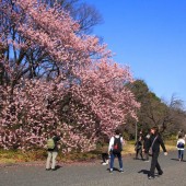 春が来た！　満開の彼岸桜に、集う人びと