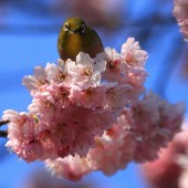 桜の蜜を求めて　東御苑のメジロ