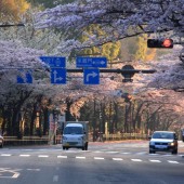 満開の桜のトンネルの、靖国通り