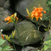 ヤブカンゾウの花