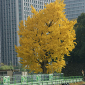 標本木（東京気象台）のイチョウ