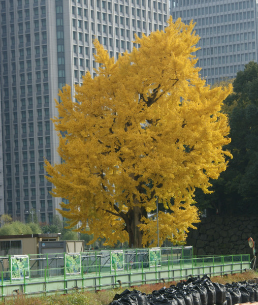 イメージカタログ トップ 100 東京 イチョウ 標本木