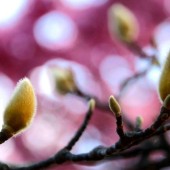春　開花待つ　木蓮のつぼみ