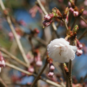 クマガイザクラ（熊谷桜）が咲き始めました