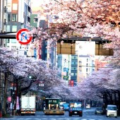 満開の桜のトンネルを通って．．．．．
