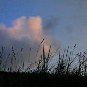 朝焼け雲と　土手の雑草