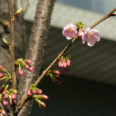 外務省の修善寺寒桜が咲き始めました
