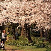 OH,ワンダフル　日本の桜．．！