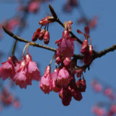 ヒマラヤヒザクラが咲き始めています