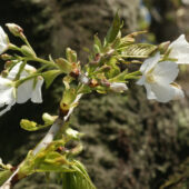 オオシマザクラが咲き始めています