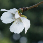 皇居東御苑のフユザクラが咲き始めています
