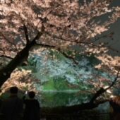 千鳥ヶ淵緑道ライトアップ２