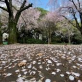 散っても桜🌸