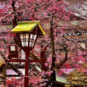 靖國神社2
