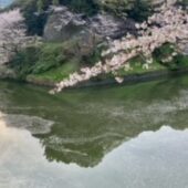 花筏🌸