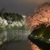 千鳥ヶ淵緑道ライトアップ