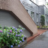 神田錦町３丁目の紫陽花