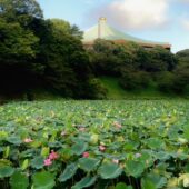 蓮　花満開のお堀
