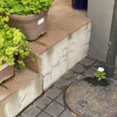 下水道から可憐など根性花🌸