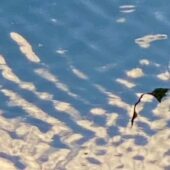 白鷺の舞