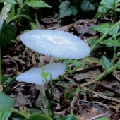 秋、本番　綺麗なキノコ🍄
