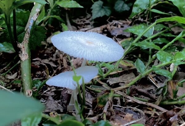 秋、本番　綺麗なキノコ🍄