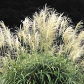 秋、本番　北の丸公園のススキ🌾