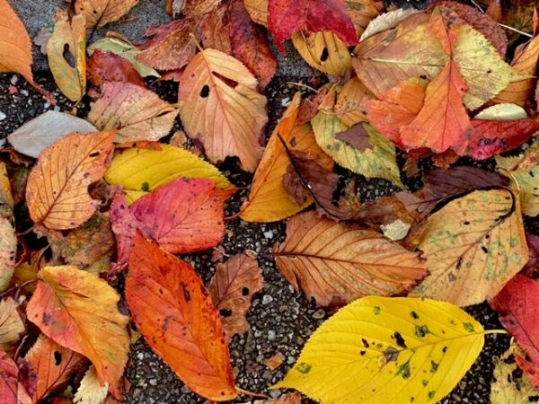 深まる秋🍂　代官町通りの桜葉の落葉