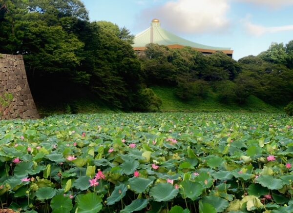 蓮　花満開のお堀