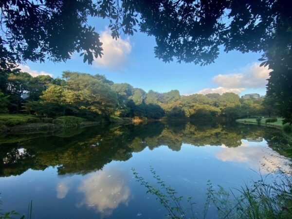 早朝の北の丸公園