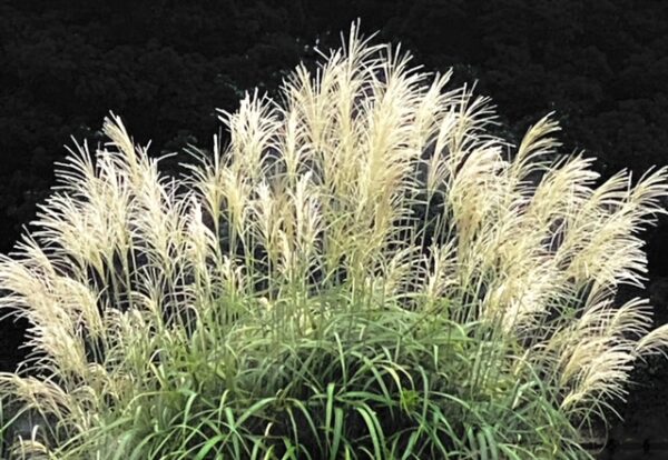 秋、本番　北の丸公園のススキ🌾