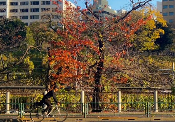 外濠を走る自転車と紅葉