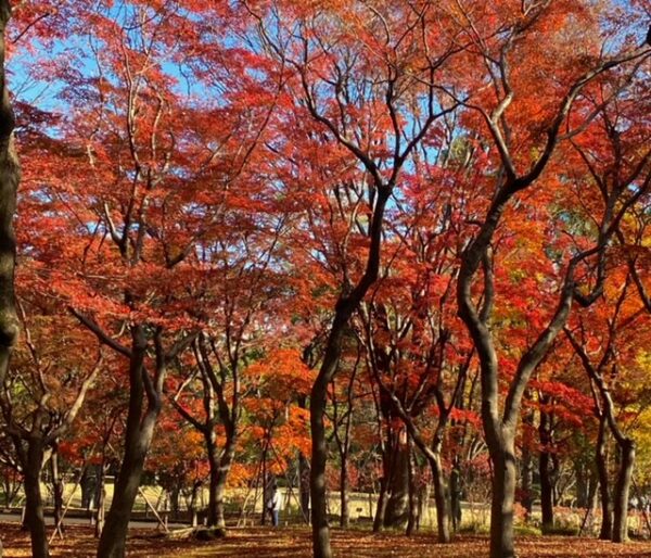 北の丸公園のもみじ🍁林の紅葉