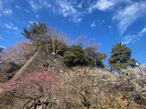 暖冬で早くも梅花満開