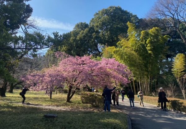 桜に誘われて🌸　～寒桜満開～