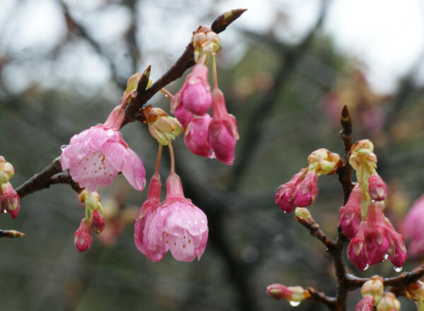 リュウキュウカンヒザクラ（琉球寒緋桜）が咲き始めました
