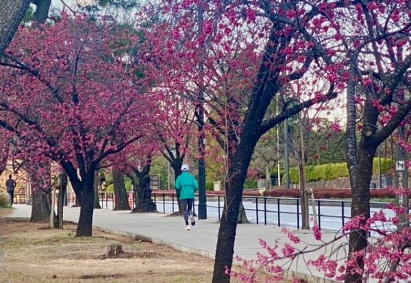 代官町通りの寒緋桜の下のジョギング