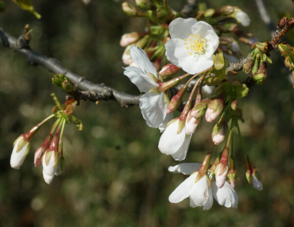 皇居東御苑のアマギヨシノが咲き始めました